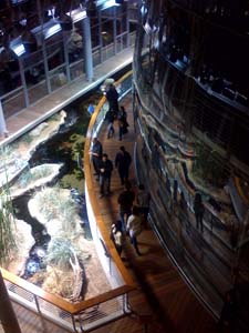 outside of dark rainforest dome at California Academy of Science during Nightlife