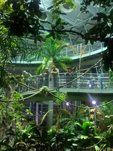rainforest exhibit at California Academy of Science during Nightlife