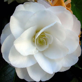 white Japonica camellia