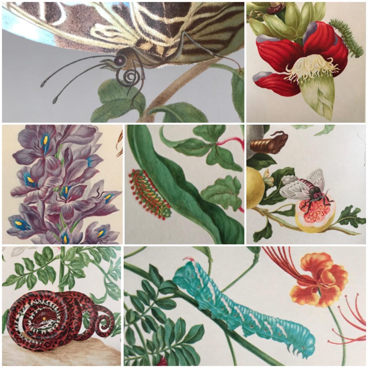 collage of details from Marian Merian's Butterflies