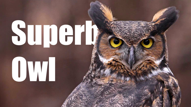 Meme: face of an owl with Super Owl text beside it