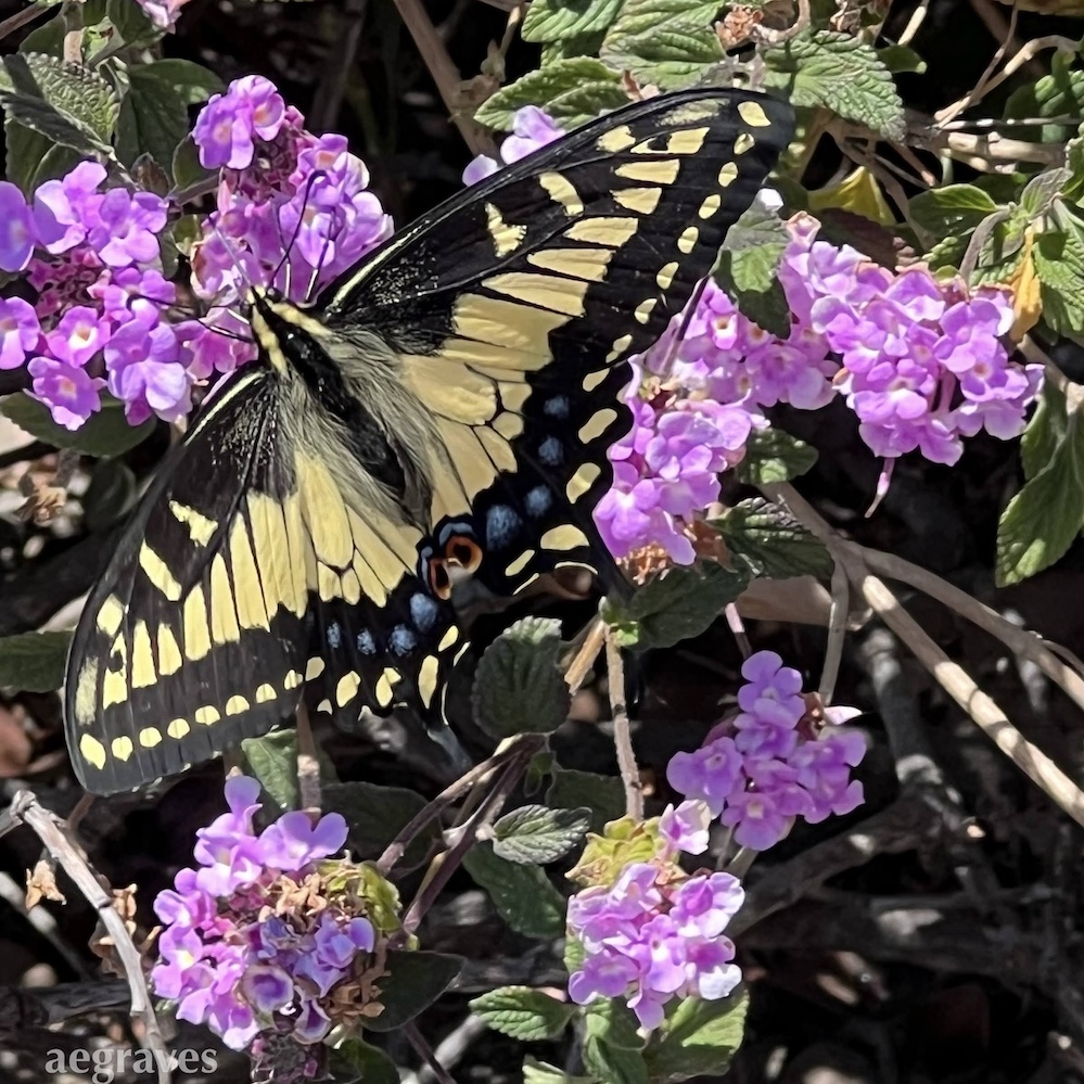 Photo of a yellow, black, and blue butterfly (with some red eye like patterns) resting on flowers.