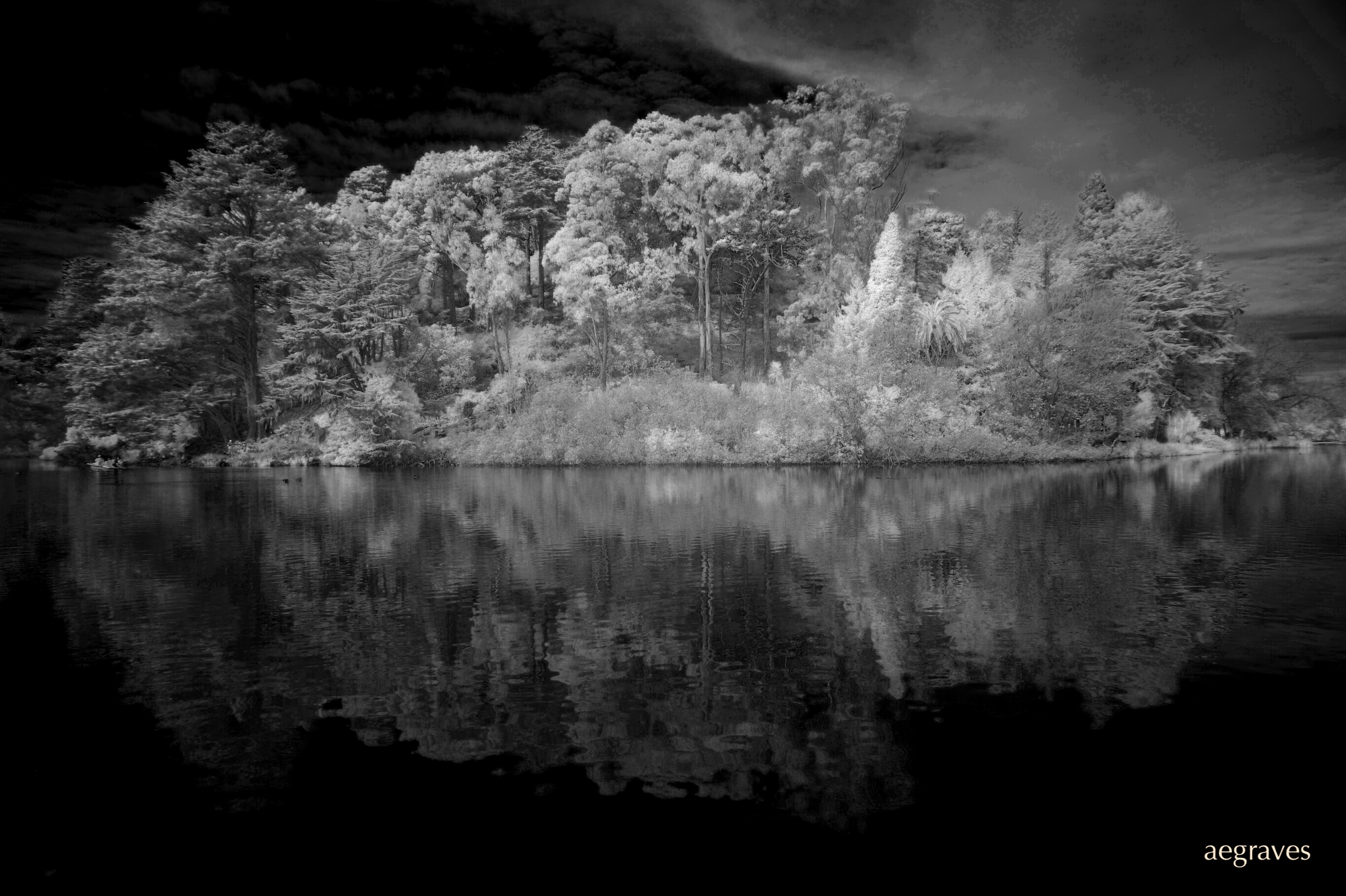 Infrared photo of the island in Stow Lake, San Francisco, by A.E. Graves