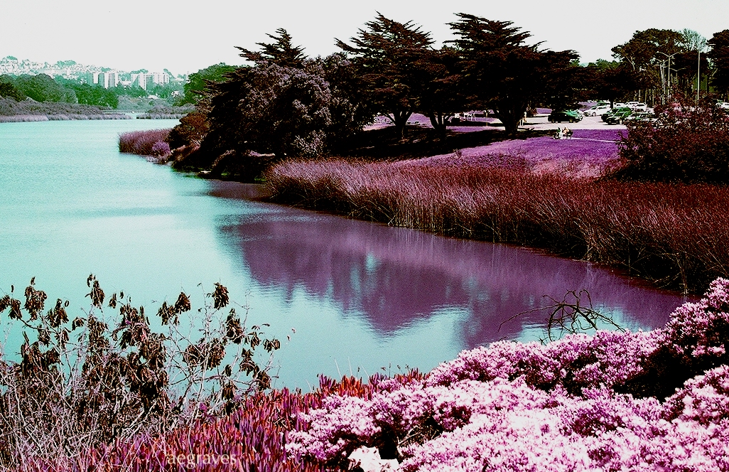 detail from photo Lake Merced in Lomochrome Purple by A.E. Graves